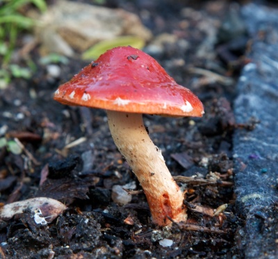 Wild fungus - Tasmania, Australia