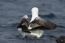 Wandering Albatross - Tasmania, Australia