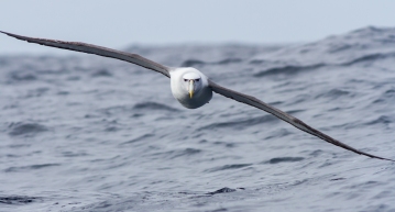 Shy Albatross - Tasmania, Australia